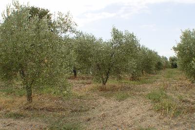 Недвижимость на Халкидики . Участок за городом площадью 4570 кв.м.